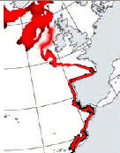 Hydrolagus mirabilis_02